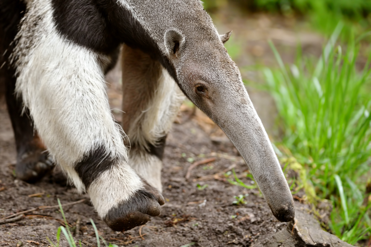 anteaters complete anatomy behavior and history